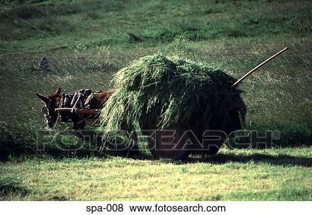 Hay Rick Cart and Donkey Cantabria Spain View Large Photo Image Stock Photo - Hay Rick Cart and Donkey Cantabria Spain. Fotosearch
