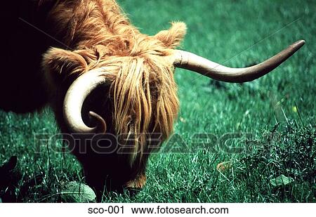 Highland Cattle Scotland View Large Photo Image Stock Image - Highland Cattle Scotland. Fotosearch
