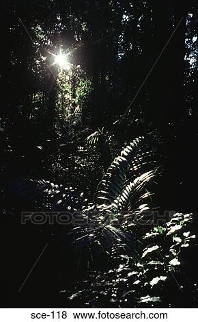 Highlighted Fern in a Dark Rainforest Australia View Large Photo Image Stock Photo - Highlighted Fern in a Dark Rainforest Australia. Fotosearch