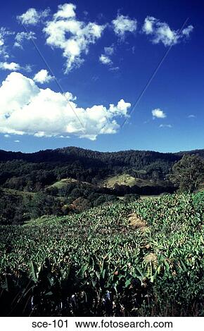 Hills and Banana Plantation Australia View Large Photo Image Stock Image - Hills and Banana Plantation Australia. Fotosearch