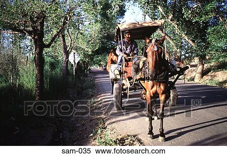 Stock Photography - Horse and Cart on Tree Lined Road Mendoza Argentina. Fotosearch