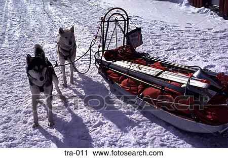 Huskies and Sledge in the Snow Norway View Large Photo Image Stock Image - Huskies and Sledge in the Snow Norway. Fotosearch