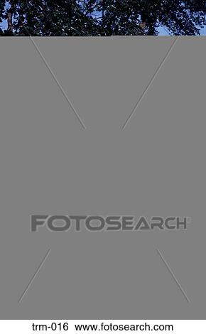 Stock Photograph - Jeepney Driver Luzon Philippines. Fotosearch