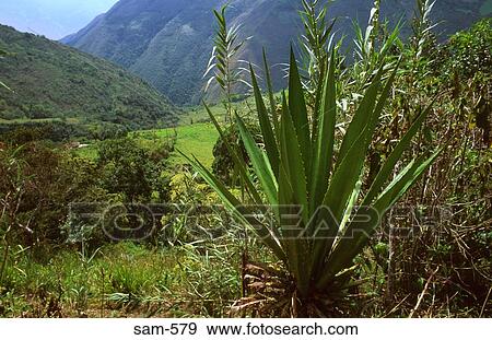 Jungle Flora Venezuela View Large Photo Image Stock Photo - Jungle Flora Venezuela. Fotosearch