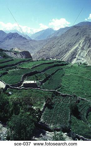 Stock Photo - Layered Fields in the Himalayas Hunza Pakistan. Fotosearch
