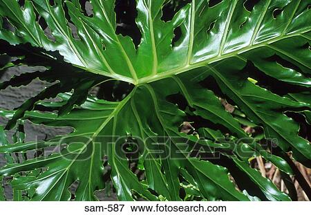 Stock Photo - Leaf of Tropical Plant Venezuela. Fotosearch