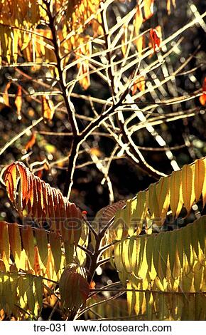 Leaves Yellowing in Autumn View Large Photo Image Stock Image - Leaves Yellowing in Autumn. Fotosearch