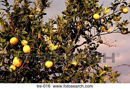 Lemon Tree Greece View Large Photo Image Stock Photograph - Lemon Tree Greece. Fotosearch