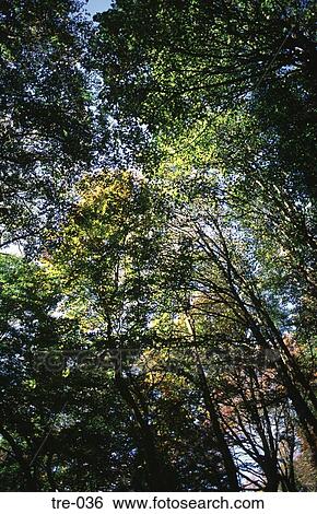 Stock Photograph - Light Filtering through Canopy of Welsh Wood UK. Fotosearch