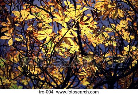 Light Filtering Through Horse Chestnut Leaves UK View Large Photo Image Picture - Light Filtering Through Horse Chestnut Leaves UK. Fotosearch