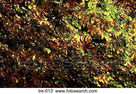 Stock Image - Light Filtering Through Horse Chestnut Leaves UK. Fotosearch