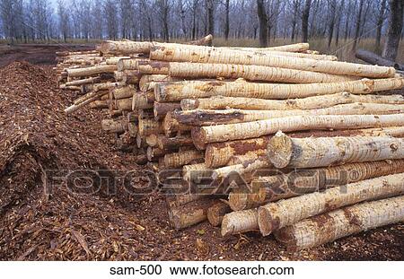Stock Image - Logs Stripped of Bark Argentina. Fotosearch