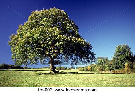 Lone Oak Tree UK View Large Photo Image Stock Image - Lone Oak Tree UK. Fotosearch