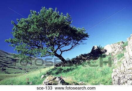 Lone Tree on English Uplands UK View Large Photo Image Stock Image - Lone Tree on English Uplands UK. Fotosearch