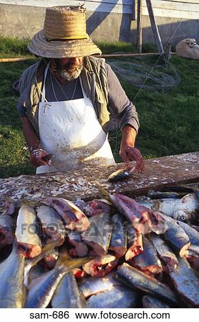 Man Filleting Fish Punta del Este Uruguay View Large Photo Image Stock Photograph - Man Filleting Fish Punta del Este Uruguay. Fotosearch