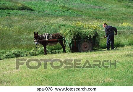 Man Putting Hay on Cart Santander Spain View Large Photo Image Stock Photo - Man Putting Hay on Cart Santander Spain. Fotosearch