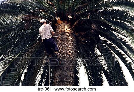 Man Trimming Palm Tree Seville Spain View Large Photo Image Stock Image - Man Trimming Palm Tree Seville Spain. Fotosearch