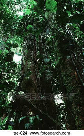 Massive Trees in Amazonian Rain Forest View Large Photo Image Picture - Massive Trees in Amazonian Rain Forest. Fotosearch