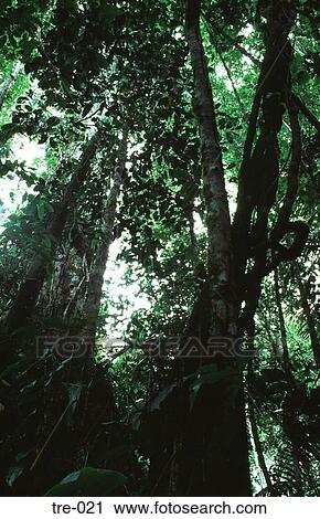 Massive Trees in Amazonian Rain Forest View Large Photo Image Stock Image - Massive Trees in Amazonian Rain Forest. Fotosearch