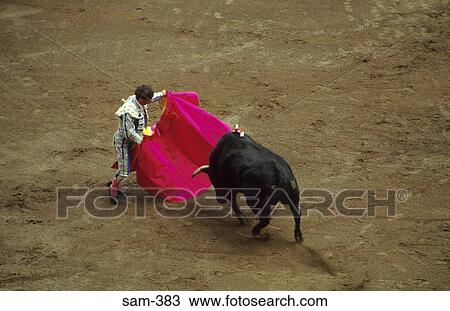 Matador Fighting Bull Quito Ecuador View Large Photo Image Stock Image - Matador Fighting Bull Quito Ecuador. Fotosearch