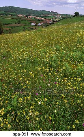 Meadow full of Flowers New Santander Spain View Large Photo Image Stock Image - Meadow full of Flowers New Santander Spain. Fotosearch