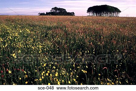 Meadow View Large Photo Image Stock Photo - Meadow. Fotosearch