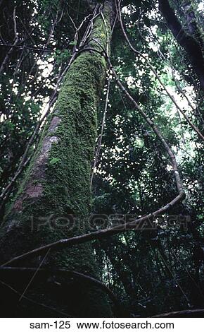 Stock Photography - Mossy Trunk Tropical Rainforest Argentina. Fotosearch
