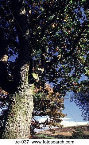 Oak Tree in Summer Wales UK View Large Photo Image Stock Photo - Oak Tree in Summer Wales UK. Fotosearch