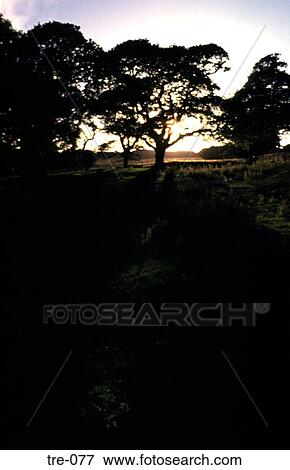 Oak Trees Silhouetted against a Low Sun UK View Large Photo Image Stock Photo - Oak Trees Silhouetted against a Low Sun UK. Fotosearch