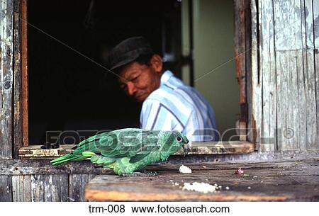 Old Man And Parrot Ecuador View Large Photo Image Stock Photo - Old Man And Parrot Ecuador. Fotosearch