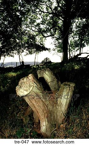 Old Tree Stump Wales UK View Large Photo Image Stock Photo - Old Tree Stump Wales UK. Fotosearch