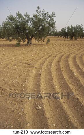 Olive Orchard Sfax Tunisia View Large Photo Image Stock Image - Olive Orchard Sfax Tunisia. Fotosearch