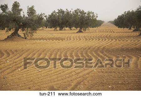 Olive Orchard Sfax Tunisia View Large Photo Image Stock Image - Olive Orchard Sfax Tunisia. Fotosearch