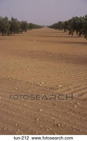 Olive Orchard Sfax Tunisia View Large Photo Image Stock Image - Olive Orchard Sfax Tunisia. Fotosearch