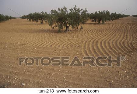 Olive Orchard Sfax Tunisia View Large Photo Image Stock Image - Olive Orchard Sfax Tunisia. Fotosearch