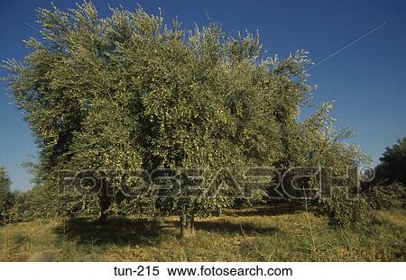 Stock Photography - Olive Tree Metlaoui Tunisia. Fotosearch