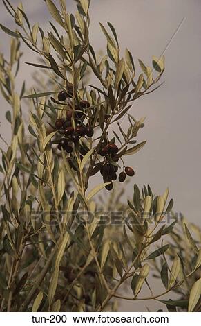 Olive Trees El Jem Tunisia View Large Photo Image Stock Image - Olive Trees El Jem Tunisia. Fotosearch