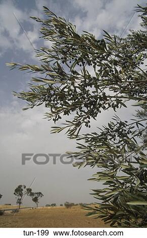 Olive Trees El Jem Tunisia View Large Photo Image Stock Photo - Olive Trees El Jem Tunisia. Fotosearch
