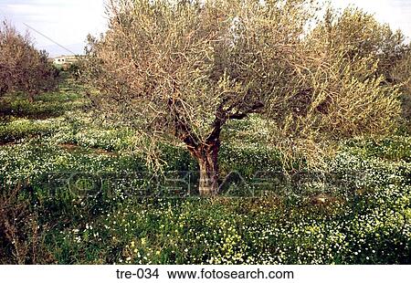 Olive Trees on Greek Terraces View Large Photo Image Picture - Olive Trees on Greek Terraces. Fotosearch