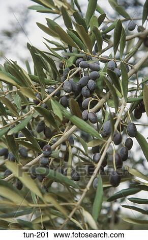 Olives El Jem Tunisia View Large Photo Image Stock Image - Olives El Jem Tunisia. Fotosearch