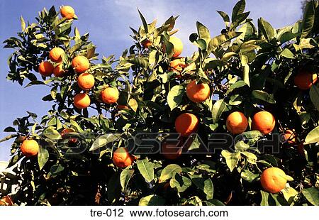 Orange Tree Greece View Large Photo Image Stock Image - Orange Tree Greece. Fotosearch