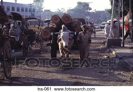 Ox Cart of Logs on a Dirt Road Pakistan View Large Photo Image Stock Image - Ox Cart of Logs on a Dirt Road Pakistan. Fotosearch