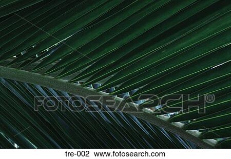 Palm Frond Philippines View Large Photo Image Stock Image - Palm Frond Philippines. Fotosearch