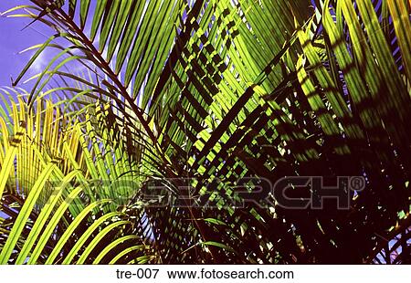 Palm Fronds Lit by Sunlight Venezuela View Large Photo Image Stock Photo - Palm Fronds Lit by Sunlight Venezuela. Fotosearch