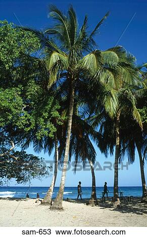 Palm Tree on Sandy Beach Isla Grande Colombia View Large Photo Image Stock Image - Palm Tree on Sandy Beach Isla Grande Colombia. Fotosearch