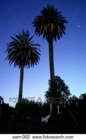 Palm Trees Argentina View Large Photo Image Stock Image - Palm Trees Argentina. Fotosearch