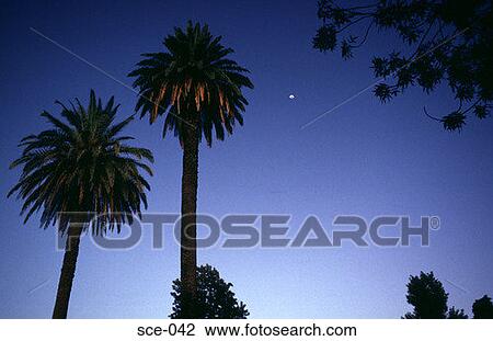 Palms in the Evening Sky Argentina View Large Photo Image Stock Image - Palms in the Evening Sky Argentina. Fotosearch