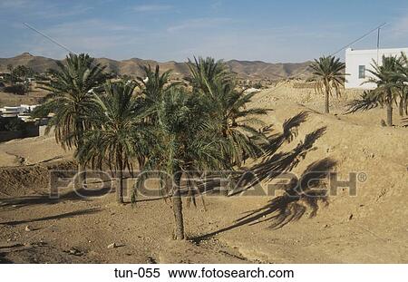Stock Photography - Palms Matmata Tunisia. Fotosearch