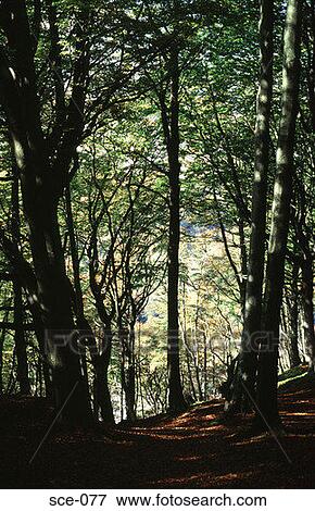 Path through Trees Korea View Large Photo Image Stock Photo - Path through Trees Korea. Fotosearch