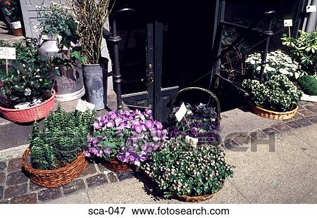 Pavement Flower Display Copenhagen Denmark View Large Photo Image Stock Photo - Pavement Flower Display Copenhagen Denmark. Fotosearch